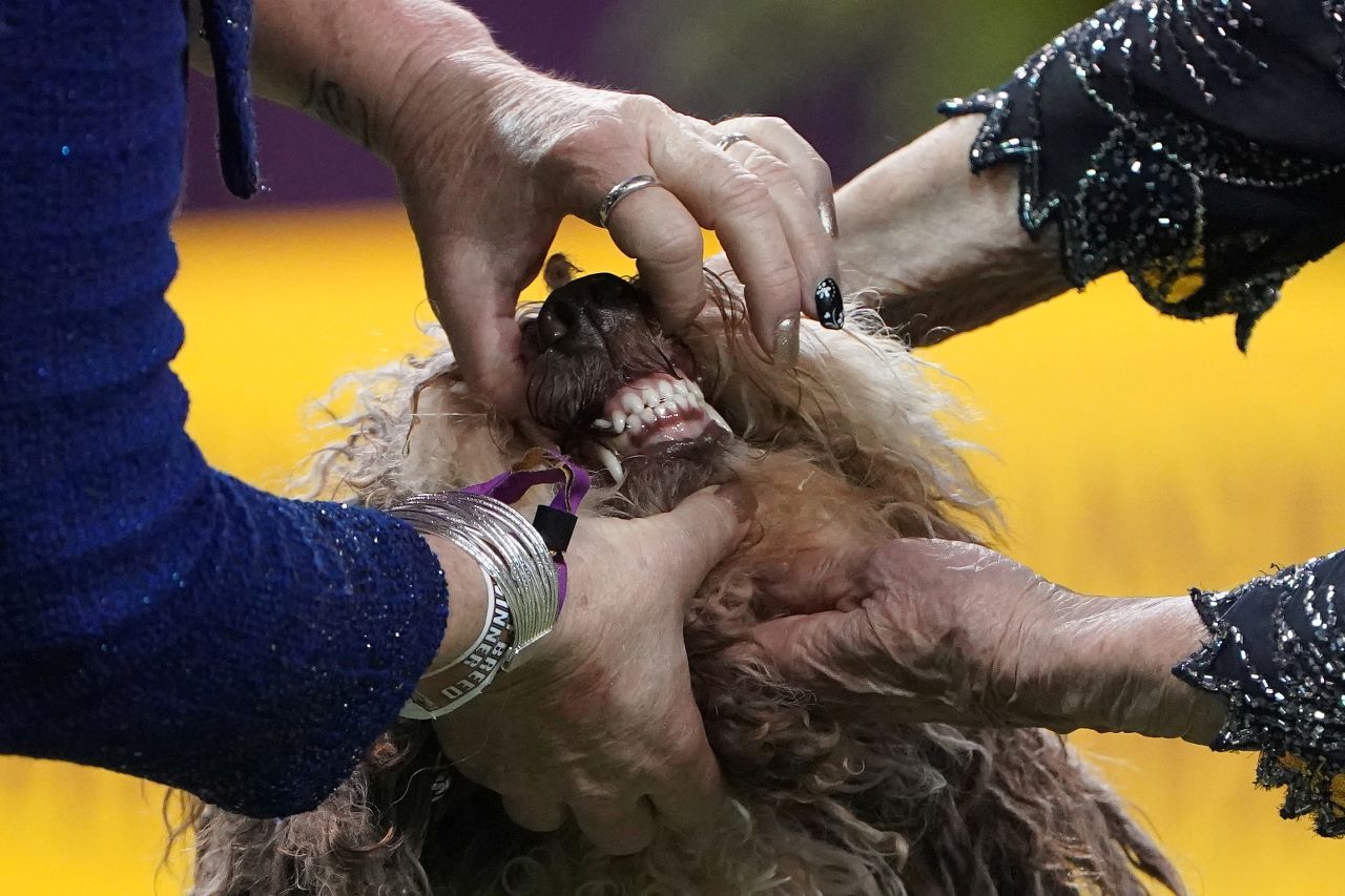 A Spanish water dog is judged on February 10.