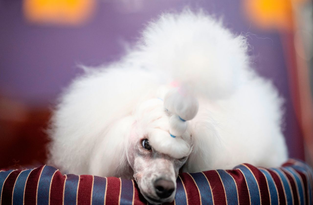 A dog is prepared backstage.