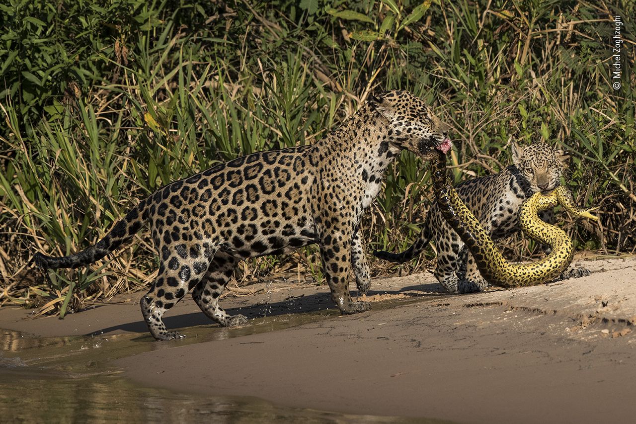 Two jaguars hold a snake in Brazil, in a shot that came highly commended.