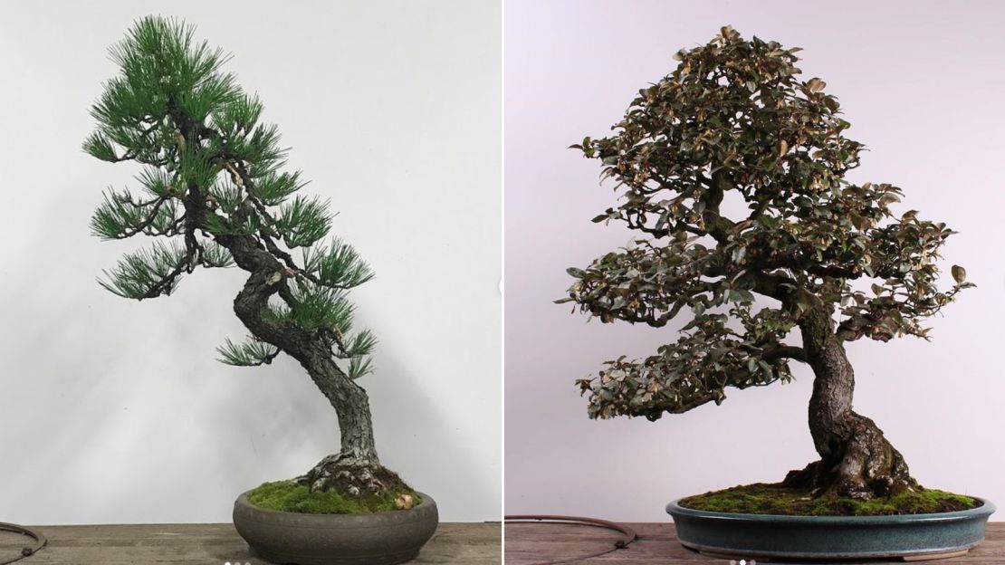 This Japanese Black Pine and Silverberry are worth thousands, the museum said.
