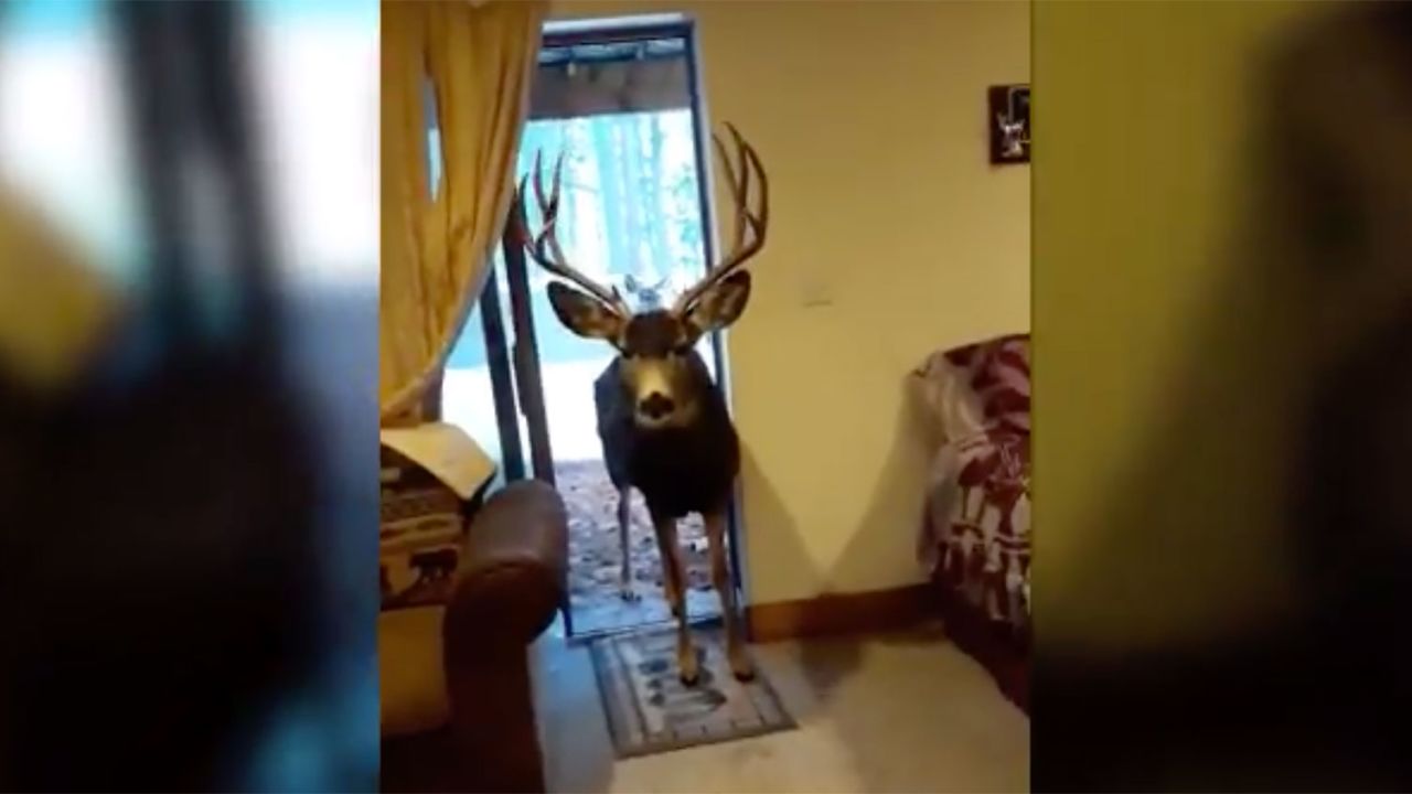 If you love deer, let them be -- that's what Colorado Parks and Wildlife recommends. A woman was fined $550 for luring and feeding three deer inside her home, an act wildlife officials say can be dangerous to both deer and humans. 