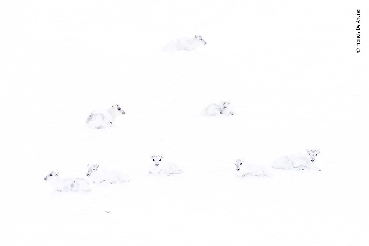 Francis De Andres' shot of a group of Arctic reindeer.