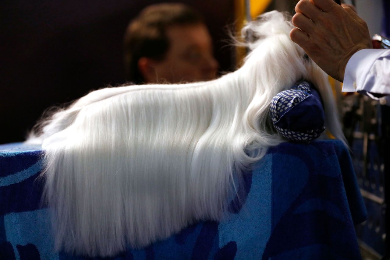A Maltese is groomed in the benching area.