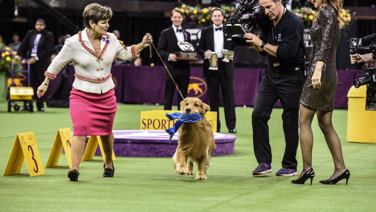 Daniel the golden retriever, a crowd favorite, runs with his handler after winning the sporting group on February 11.