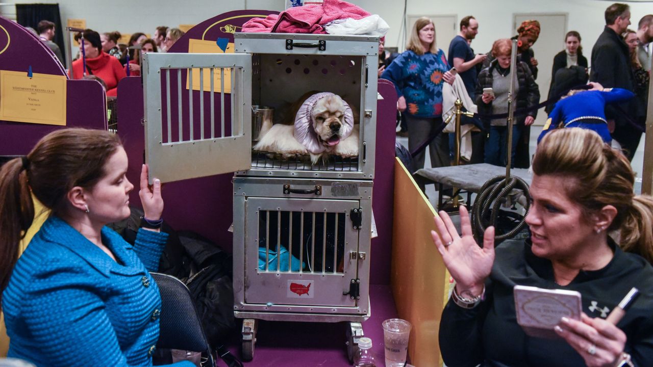 A cocker spaniel relaxes backstage.