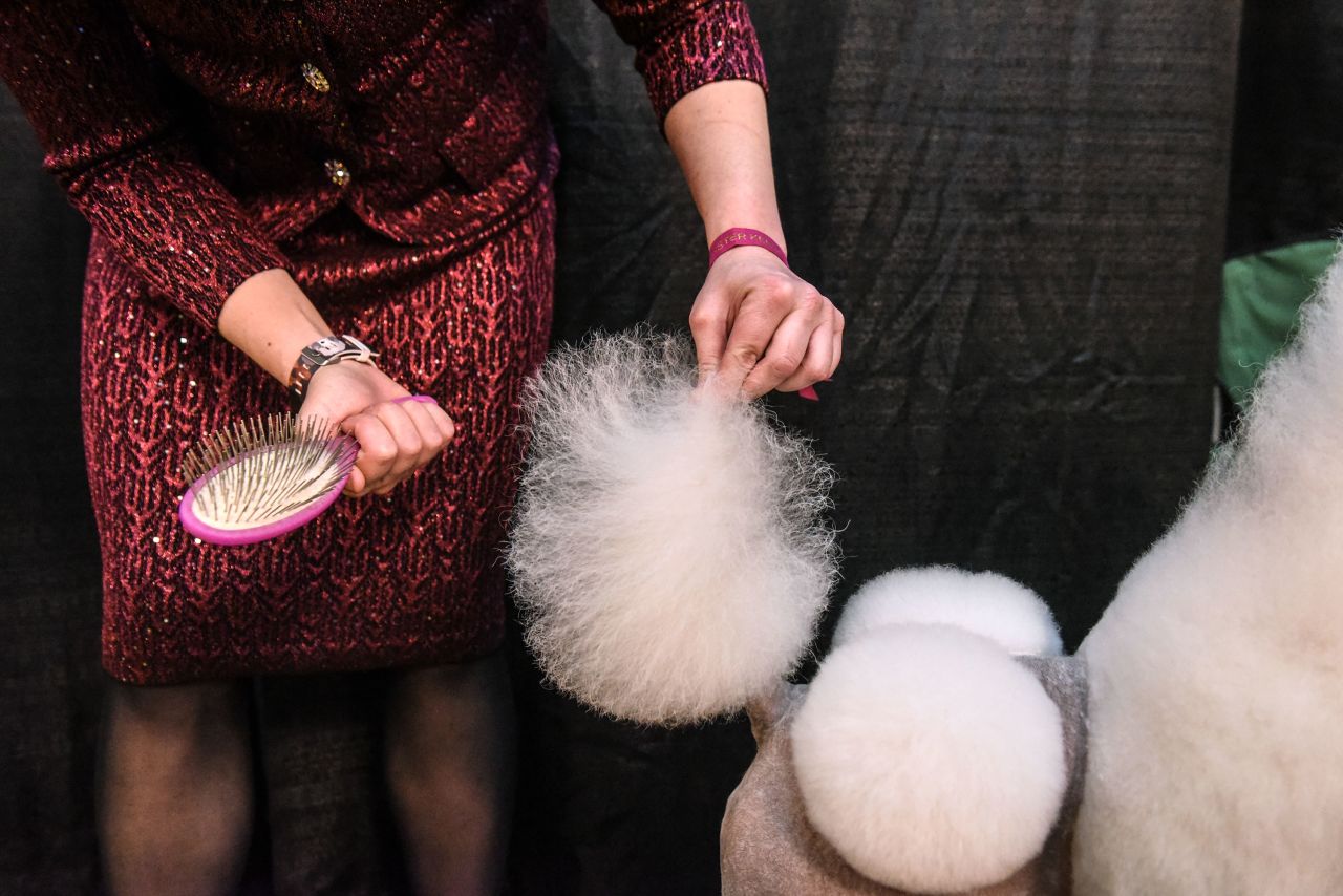 A handler fluffs a poodle's tail. The show brought more than 200 breeds to New York's Madison Square Garden.