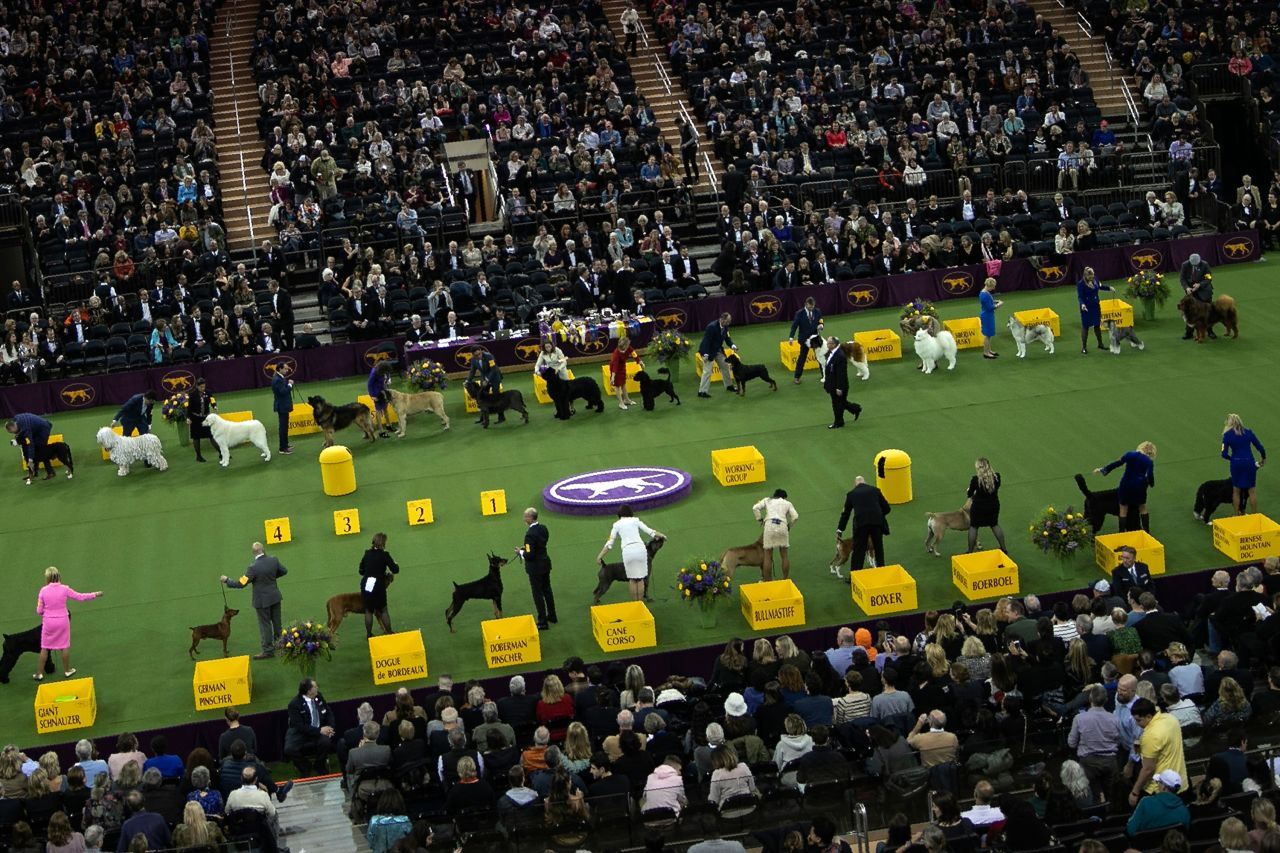 Dogs compete in the working group on February 11.