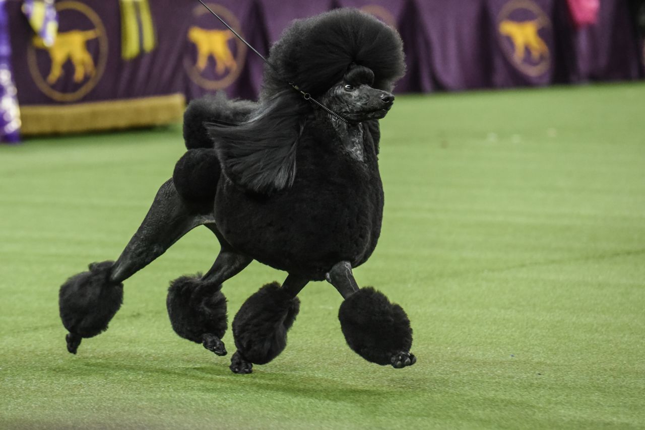 Siba, a standard poodle, took home top honors at the Westminster Kennel Club Dog Show.