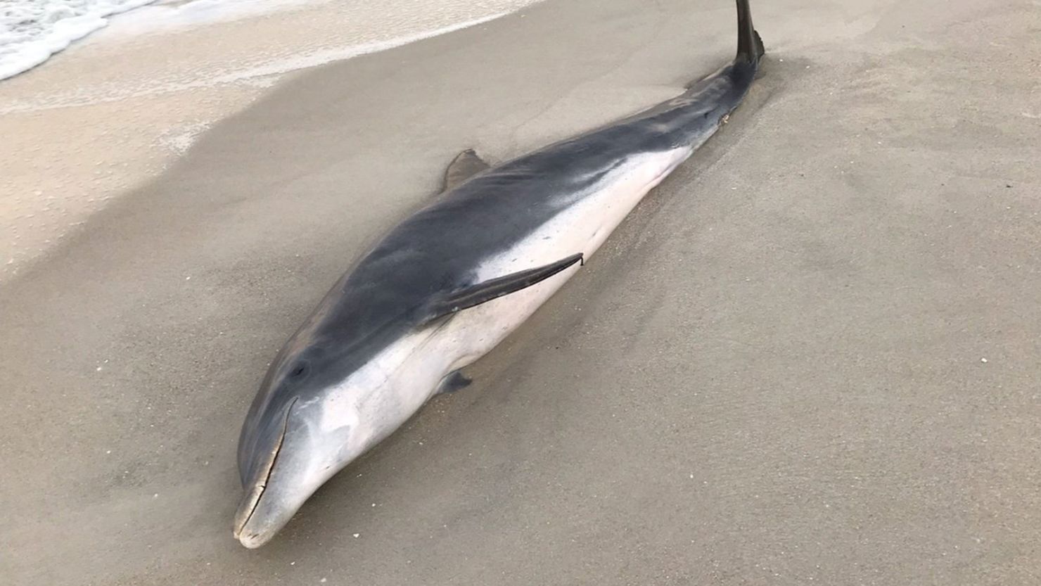The National Oceanic and Atmospheric Administration (NOAA) is asking for the public's help in finding the people or person responsible for the recent cruel deaths of two dolphins found off the Florida coast.