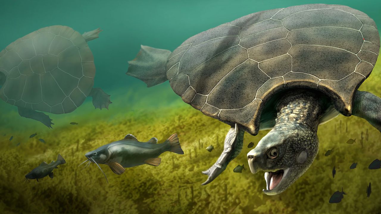 An artist's illustration of the giant turtle Stupendemys geographicus.