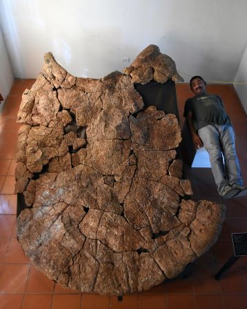  Venezuelan Palaeontologist Rodolfo Sánchez is shown next to a male carapace of the giant turtle Stupendemys geographicus, for scale.