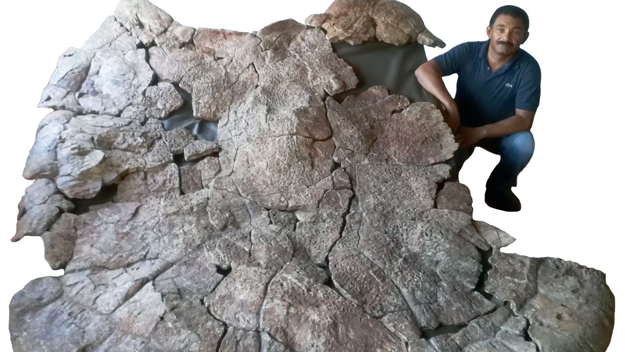 Venezuelan Palaeontologist Rodolfo Sánchez and the shell of the male giant turtle.