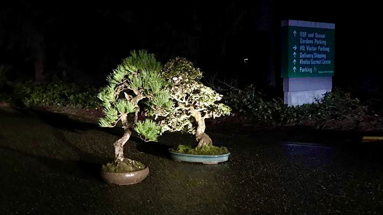 stolen bonsai returned