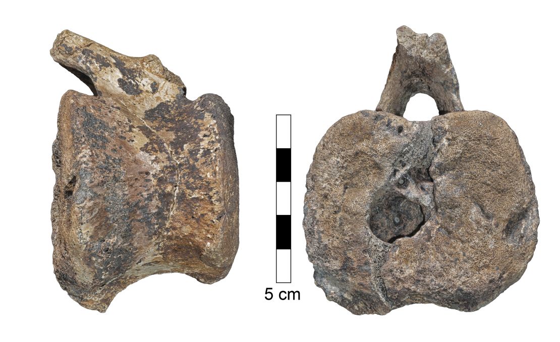 Hadrosaur vertebra.