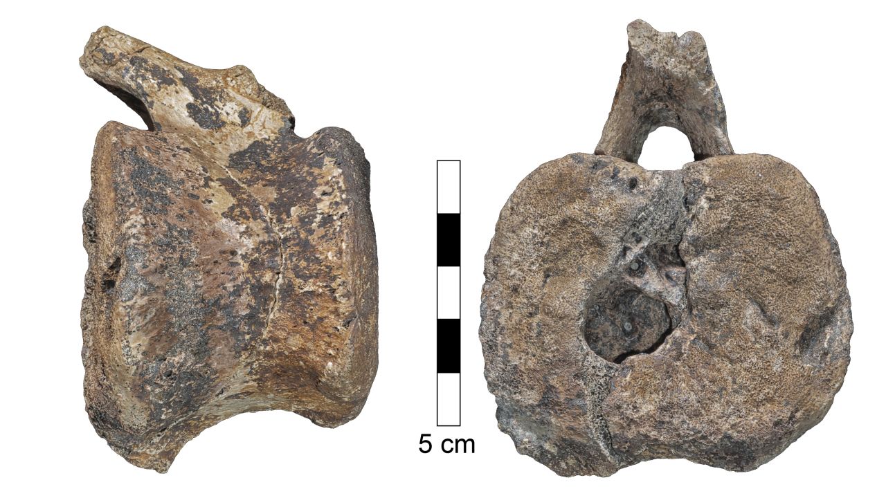 Hadrosaur vertebra.