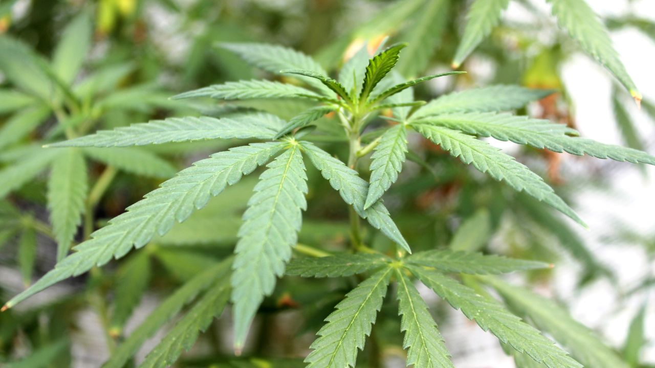 Marijuana plant cultivation - stock