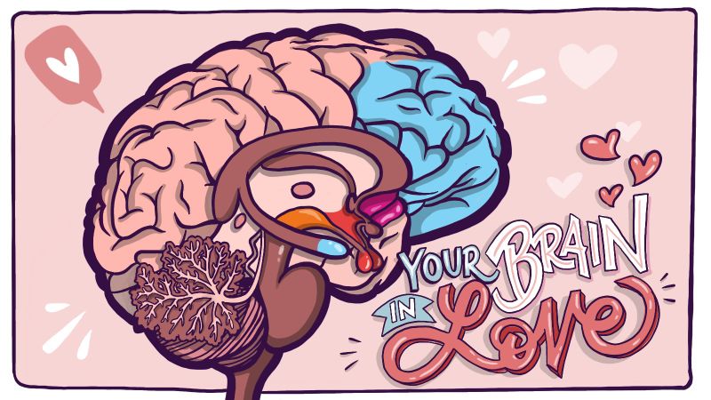 Your brain on love: A chemical high | CNN