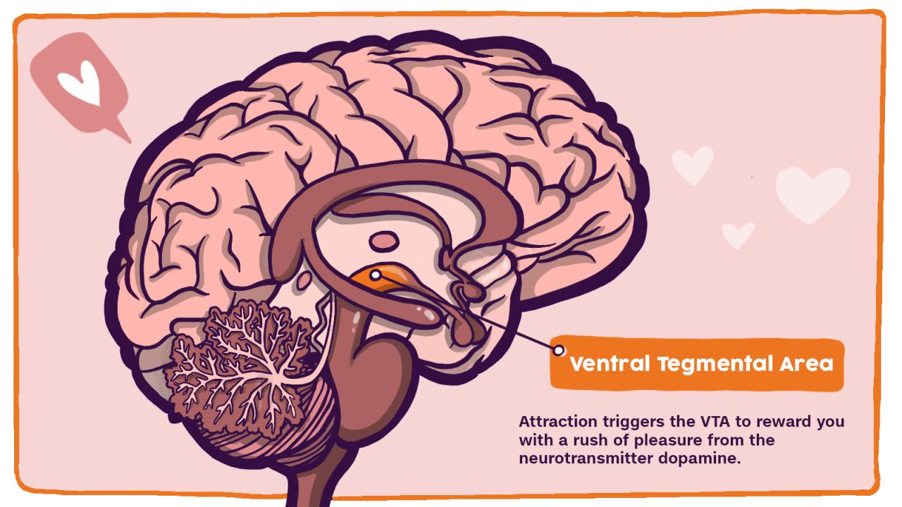 braininlove_ventral tegmental