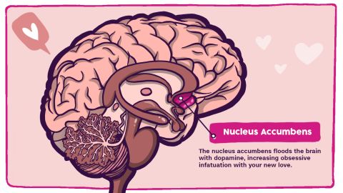 braininlove_nucleus accumbens