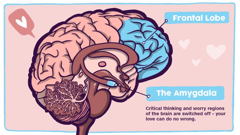 Your brain on love A chemical high CNN