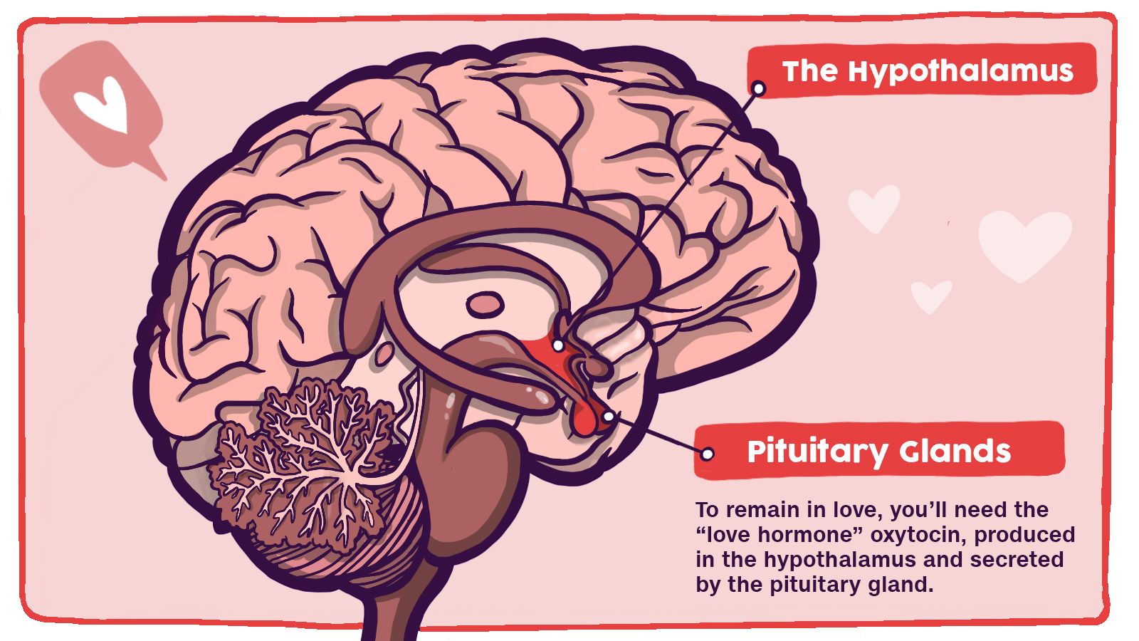 An infographic explains the function of oxytocin, oftentimes called the love hormone, and it's role in relationships and connection.