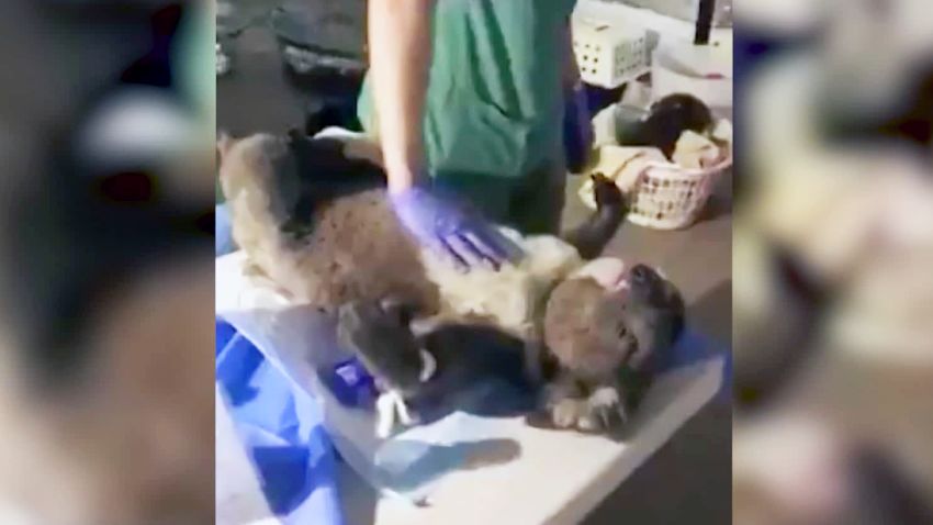 koala rescue belly rubs travel newssource orig_00001804