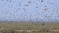 Locust swarm Africa climate change hgt vpx_00000000.jpg