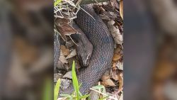 01 florida park mating snakes trnd