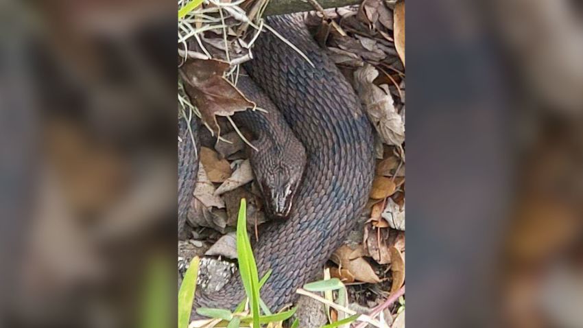 01 florida park mating snakes trnd