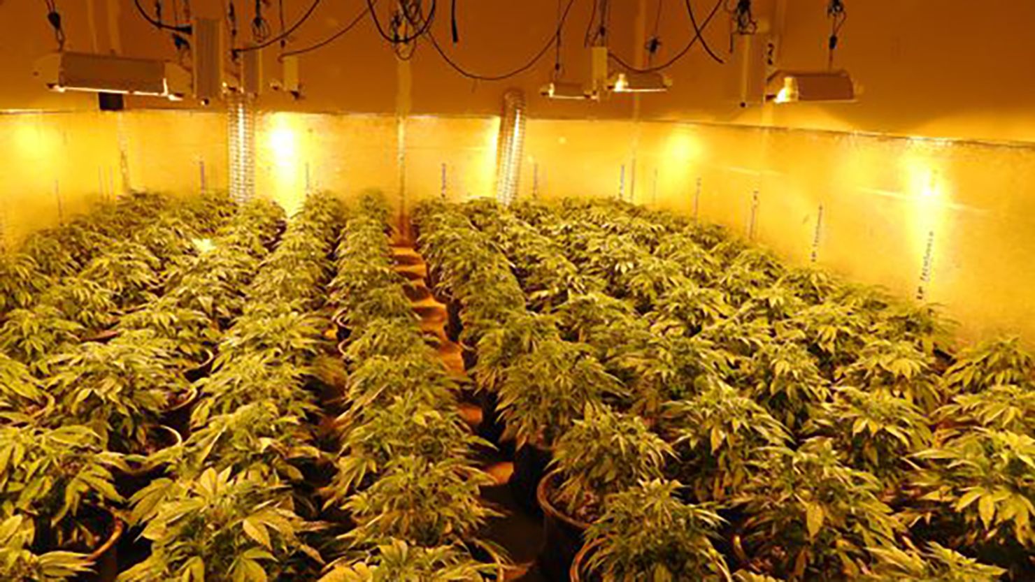 Authorities raided a marijuana grow house in West Point, California. 