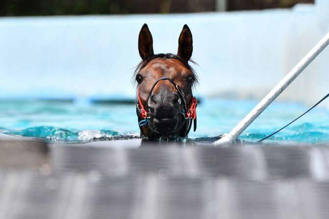 Alligator Blood is taken for a swim by trainer David Vandyke at Flemington Racecourse in Melbourne, February 11.