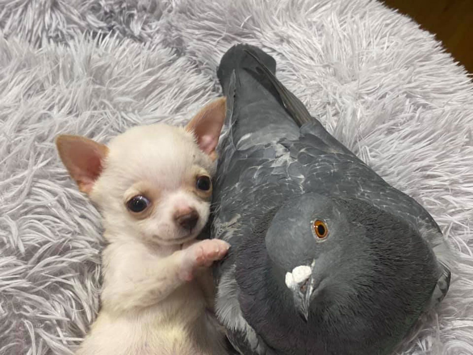 A pigeon that can't fly befriended a puppy that can't walk. Yes, it's as  cute as it sounds | CNN