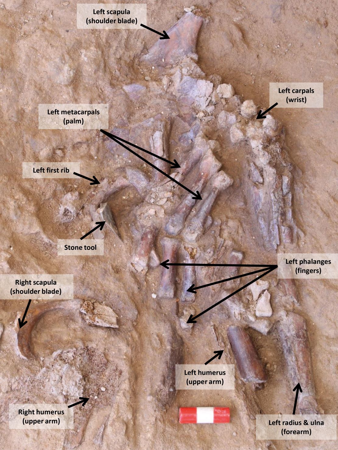 A labeled view of the Neanderthal remains.