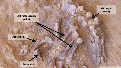 A labeled view of the Neanderthal remains.