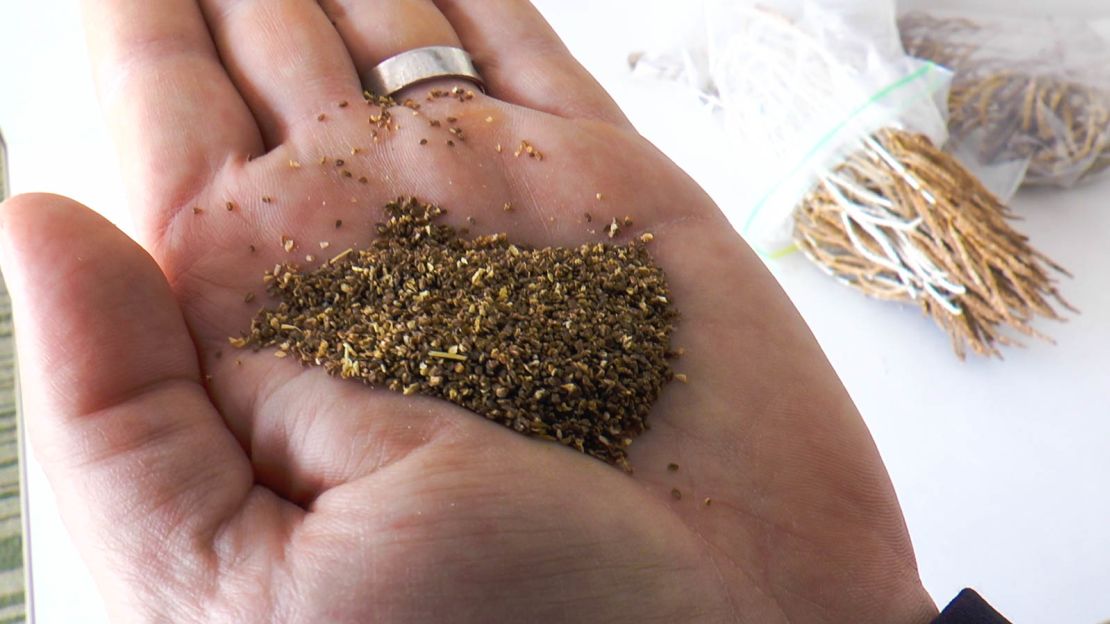 Seeds from salicornia plants are being used to produce fuel in Abu Dhabi.