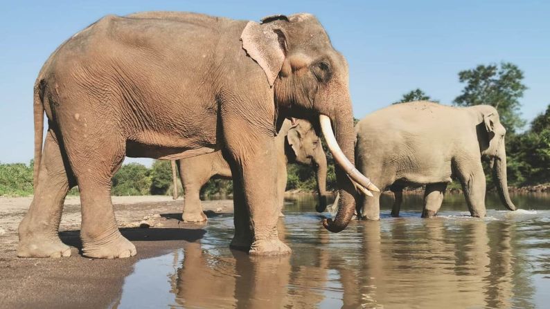 <strong>Time for a dip: </strong>Anantara offers several experiences that allow visitors to get up close to the elephants, including a morning walk to the nearby Ruak River, a tributary of the Mekong.  