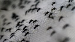 View of Aedes aegypti mosquitoes infected with the Wolbachia bacterium --which reduces mosquito transmitted diseases such as dengue and chikungunya by shortening adult lifespan, affect mosquito reproduction and interfere with pathogen replication-- at the Oswaldo Cruz foundation in Rio de Janeiro, Brazil, on October 2, 2014. The mosquitoes, when released, are expected to quickly infiltrate the insect population and stop the spread of the disease. Small-scale trials have already been conducted in communities in northern Australia.   AFP PHOTO/CHRISTOPHE SIMON        (Photo credit should read CHRISTOPHE SIMON/AFP via Getty Images)