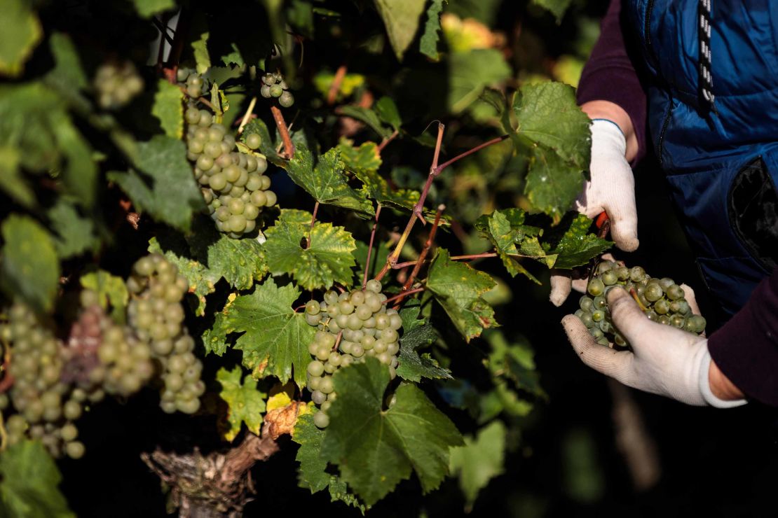 HAMBLEDON, ENGLAND - OCTOBER 03: A Migrant Worker picks Chardonnay grapes during the harvest at Hambledon Vineyard on October 3, 2018 in Hambledon, United Kingdom. Around 80 predominantly Eastern European workers have been brought in at Hambledon to pick a bumper crop of 250 tonnes of grapes this season, following a long and warm summer. The British wine industry imports much of its manufacturing equipment and labour from other European countries. (Photo by Jack Taylor/Getty Images)