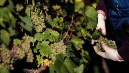 HAMBLEDON, ENGLAND - OCTOBER 03: A Migrant Worker picks Chardonnay grapes during the harvest at Hambledon Vineyard on October 3, 2018 in Hambledon, United Kingdom. Around 80 predominantly Eastern European workers have been brought in at Hambledon to pick a bumper crop of 250 tonnes of grapes this season, following a long and warm summer. As Brexit looms there is uncertainty for the British wine industry with much of the manufacturing equipment and labour currently imported from other European countries. (Photo by Jack Taylor/Getty Images)