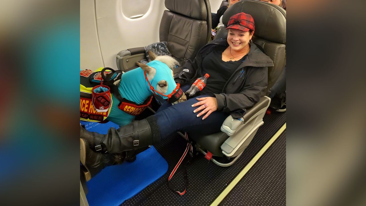 Ronica Froese and her service miniature horse, Fred, flying first-class.