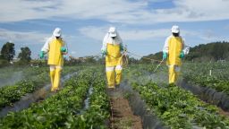 farmers spraying pesticides in strawberry garden - Location: Brazlândia-DF/Brazil