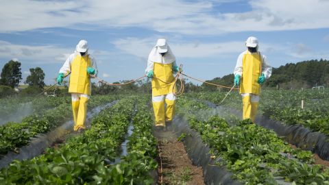 Farmers spray pesticides in a strawberry field in Brazlândia, Brazil.
