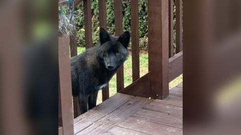 The black coyote went around playing with dogs in Georgia. 