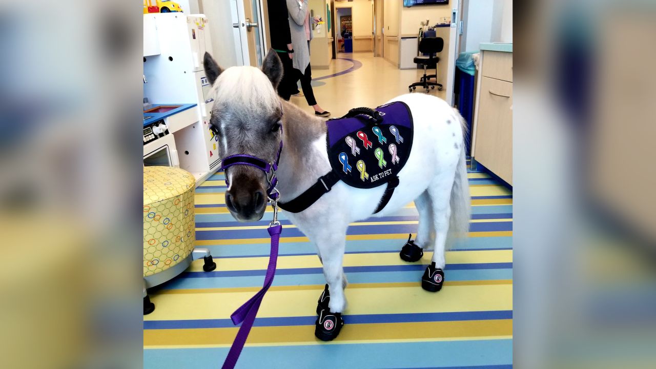 Fred visiting a local hospital as a therapy horse. 