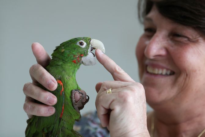 Veterinarian Maria Angela Panelli plays with a bird in Barretos, Brazil, that she had just fitted with a prosthetic beak on Friday, February 14.