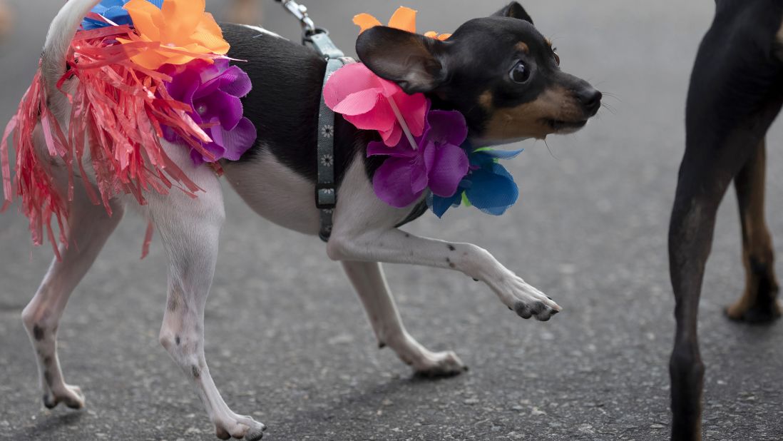 <strong>Rio de Janeiro, Brazil:</strong> A dog dressed for Carnival participates in the "Blocao" dog parade along Copacabana Beach on Sunday, February 16.