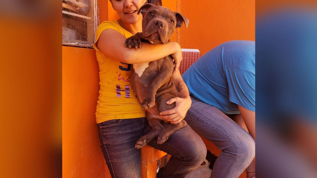 The pitbull is under the care of Refugio Xollin, a dog rescue group in the Mexican state of Michoacan, where he will be adopted once he recovers.