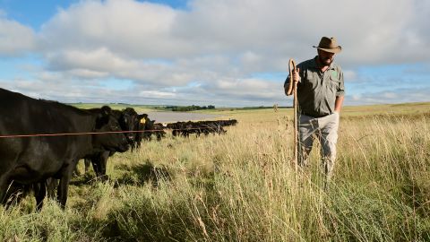Danie Slabbert walks along a low voltage wire that keeps 500 cattle grazing in a dense herd to replicate bison or antelope herds. The high-intensity grazing helps with natural fertilizing and grass health.