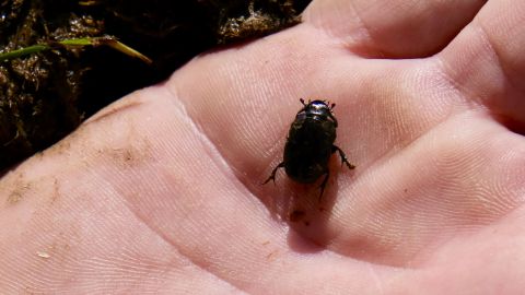 A tiny Dung Beetle crawls over Danie Slabbert's hand. "These are one of the heroes of the story, he says. By limiting pesticides, natural biological systems that include dung beetles, earth worms and micro-organisms help rejuvenate soil health.