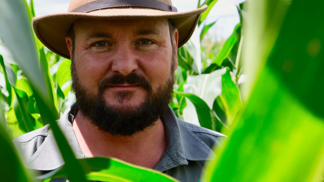 Farmer Danie Slabbert stands in one of his corn fields. The corn is tightly spaced, and he grows a cover crop under the corn that rises when the corn is harvested. In the winter, cows graze on the remaining plants. "Using the livestock is about closing cycles," he says.